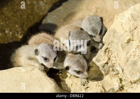 Baby Meerkats (Suricata suricatta) in cattività presso l'Arca di Noè zoo fattoria, Bristol, Inghilterra, Regno Unito Foto Stock