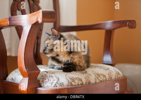 Un gatto giace su una sedia a guardare fuori dalla finestra. Foto Stock