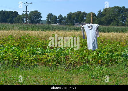 Lo Spaventapasseri a guardia di patata e di campo di grano contro uccelli Foto Stock