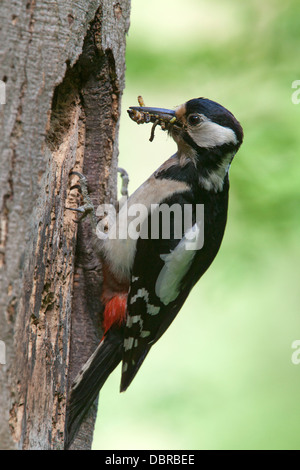 Picchio rosso maggiore / Dendrocopos major Foto Stock