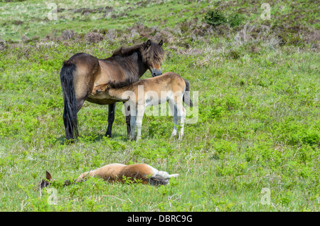 Exmoor mare lattante puledro puledro Foto Stock