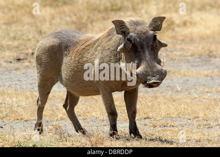 Un warthog (Phacochoerus africanus) in piedi, Ngorongoro Conservation Area, Tanzania Foto Stock