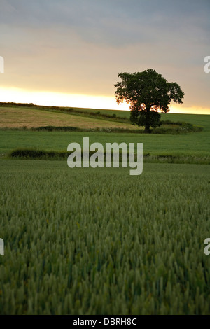 Campo di grano, Barkway a Buckland, Hertfordshire con una tempesta la produzione di birra Foto Stock