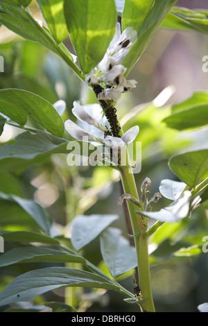 Nero mosca sembrano piaga fave fiori ma apparentemente non poco danno per le piante. Foto Stock