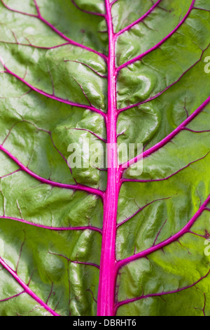 Beta vulgaris. Venature su Ruby chard leaf. Foto Stock