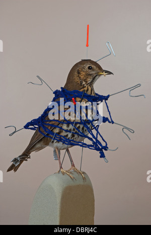 Tordo Bottaccio (Turdus philomelos) essendo conservati mediante tassidermia Foto Stock