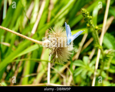 Reigate, Regno Unito. Il 3 agosto, 2013. Chalk Hill Blue Butterfly Lysandra coridon a riposo su un fiore in un prato sul North Downs a Reigate, Surrey. Sabato 3 agosto 2013. Credito: Foto di Lindsay Constable /Alamy Live News Foto Stock