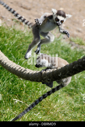 Anello Baby TAILED lemuri giocando su una corda saltando su ogni altro Foto Stock