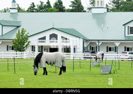 Dressage cavalli pascolano nella parte anteriore del fermo stabile. Foto Stock