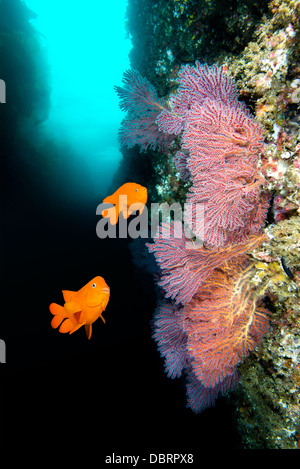 Arancio brillante garibaldis nuotare da qualche bel mare ventole a isola Catalina in California Foto Stock