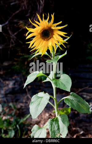 Unico girasole Helianthus annuus con grande grande l'infiorescenza (testa di fioritura) impostare contro uno sfondo scuro Foto Stock