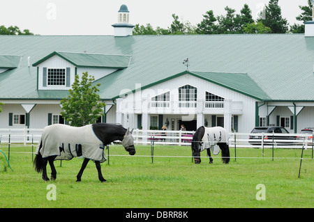 Dressage cavalli pascolano nella parte anteriore del fermo stabile. Foto Stock
