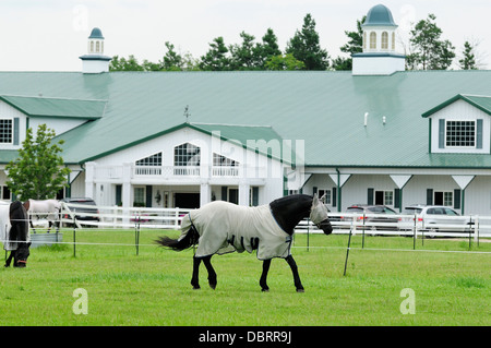 Dressage cavalli pascolano nella parte anteriore del fermo stabile. Foto Stock