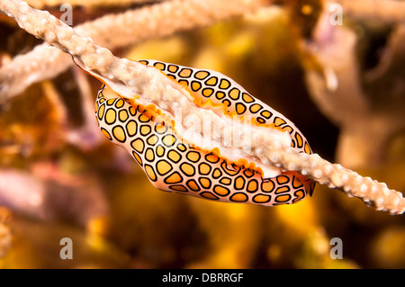 Una linguetta di flamingo strisciando su un ventilatore di mare sulle scogliere sottomarine di Roatan Honduras Foto Stock