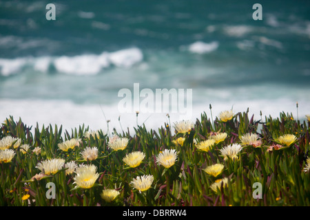 Costa Vicentina di close-up di fiori di primavera su una scogliera con oceano Atlantico con grandi onde ruvide in background Algarve Portogallo Foto Stock