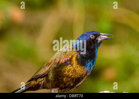 Colorate, Grackle comune (Quiscalus quiscula) arroccato e alimentazione a vassoio alimentatore. Calgary, Alberta, Canada Foto Stock