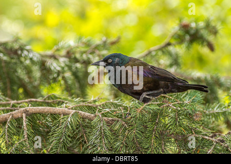 Grackle comune (Quiscalus quiscula) seduto su un ramo di albero. Calgary, Alberta, Canada Foto Stock