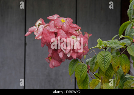 Erythrophylla Mussaenda, Mussaenda, Ashanti sangue, Red Flag Bush, sanguinello tropicale Foto Stock