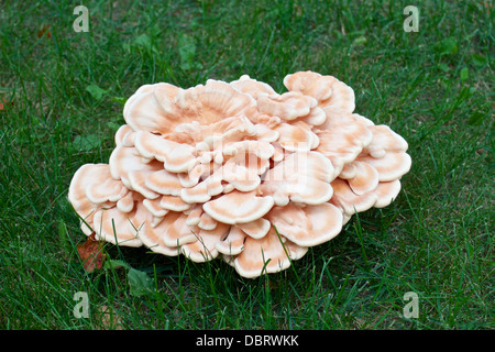 Un pollo del bosco fungo (Laetiporus cincinnatus) Foto Stock