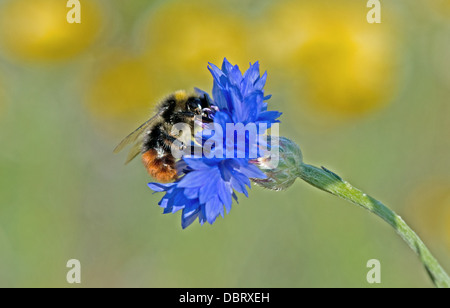 Red-Tailed Bumble Bee (Bombus lapidarius) alimentazione su Cornflowers (Centaurea cyanus) Sussex Regno Unito Foto Stock