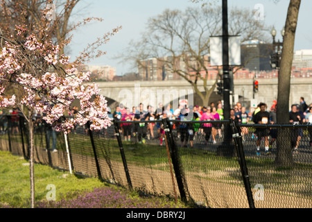 Cherry Blossom Ten Mile Run Washington DC / WASHINGTON DC - corridori vicino al traguardo della Cherry Blossom Ten Mile Run, la corsa annuale su strada che è uno degli eventi più importanti del National Cherry Blossom Festival. Migliaia di concorrenti partecipano ogni primavera, correndo attraverso un paesaggio delimitato dai ciliegi giapponesi piantati per la prima volta intorno al bacino delle Tidal nel 1912. Foto Stock