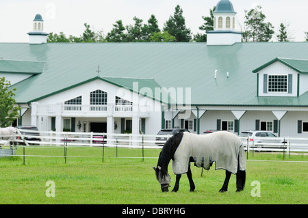Dressage cavalli pascolano nella parte anteriore del fermo stabile. Foto Stock