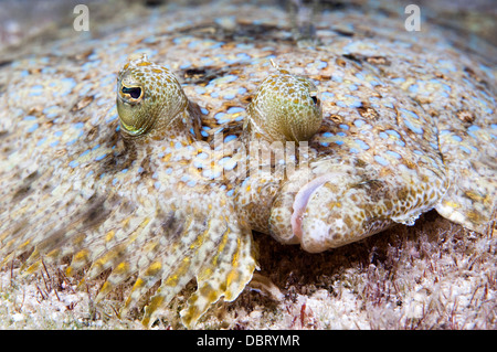 Un pesce piatto chiamato un pavone passera pianuzza giace piatto sul fondo delle acque tropicali dell Honduras Foto Stock