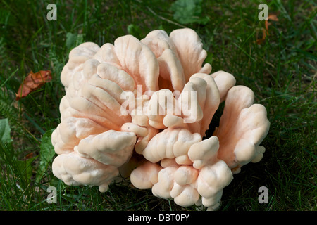 Un pollo del bosco fungo (Laetiporus cincinnatus) Foto Stock