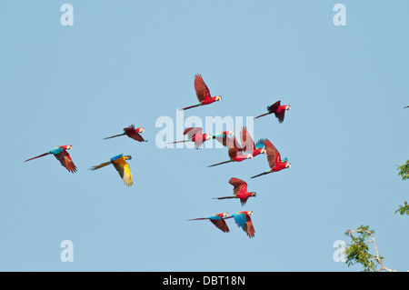 Rosso-verde (macaws e uno blu-giallo macaw) in volo in Tambopata National Reserve Perù Foto Stock