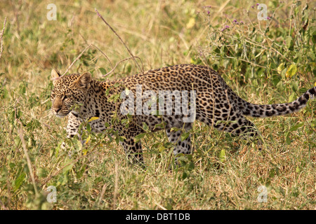 Leopard (Panthera pardus) passeggiate nel bush nel Parco Nazionale del Serengeti, Tanzania Foto Stock