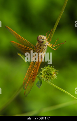 Morte di libellula Foto Stock