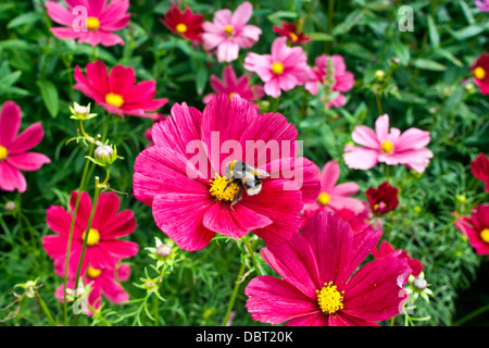 Cosmo rosa fiori in un giardino cottage. Foto Stock