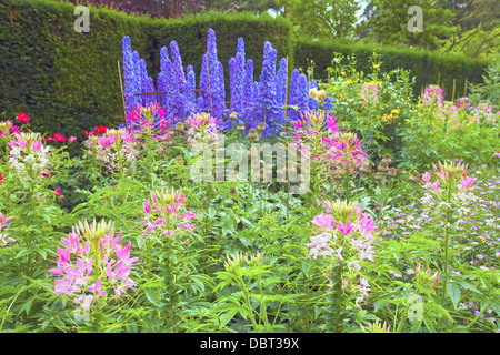 Confine erbaceo con delphiniums blu e rosa cleome fiori in un giardino. Foto Stock