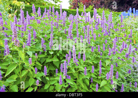 Agastache 'Blue Fortune" (blu Fortune anice issopo) in un giardino. Foto Stock