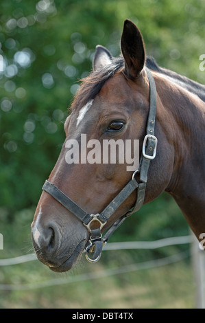 Ritratto di un cavallo purosangue che indossa un collare di testa Foto Stock