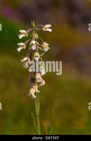 Elleborina palustre (Bergonii palustris) Foto Stock