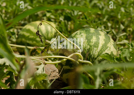 Anguria, Citrullus lanatus, crescendo in un giardino di verdure. Foto Stock