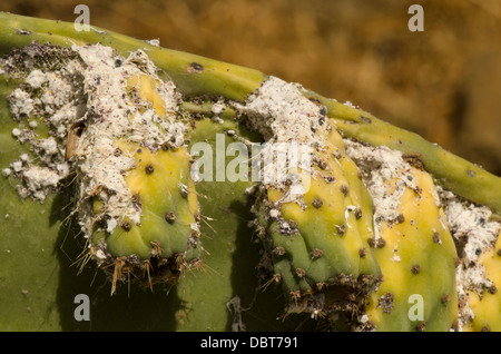 Mealybug (Dactylopius coccus) su fichidindia (Opuntia ficus-indica) Andalusia, Spagna. Foto Stock