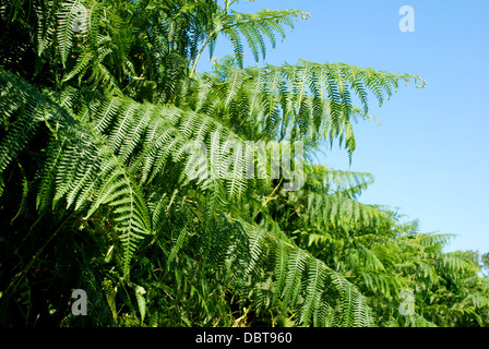 Verde e lussureggiante bracken cresce in un inglese di siepe Foto Stock