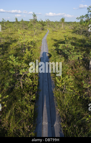 Ombra umana Croce T estone di paesaggio forestale Foto Stock