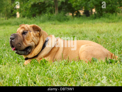 Shar Pei cane sdraiati sull'erba nel parco giornata calda Foto Stock