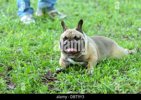 Bulldog francese sdraiati sull'erba nel parco Foto Stock
