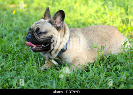 Bulldog francese sdraiati sull'erba nel parco Foto Stock