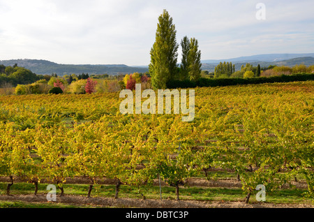 Vigneto vicino a Bonnieux, un comune nel dipartimento di Vaucluse nella regione Provenza-Alpi-Costa azzurra nel sud della Francia Foto Stock