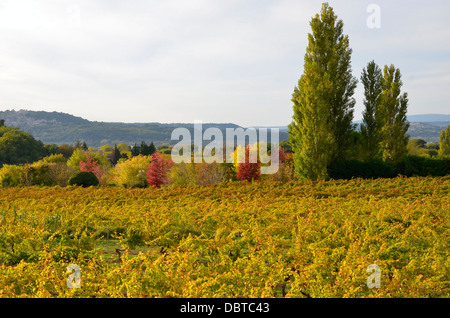 Vigneto vicino a Bonnieux, un comune nel dipartimento di Vaucluse nella regione Provenza-Alpi-Costa azzurra nel sud della Francia Foto Stock