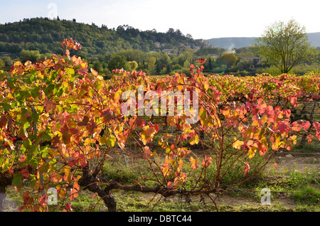 Vigneto vicino a Bonnieux, un comune nel dipartimento di Vaucluse nella regione Provenza-Alpi-Costa azzurra nel sud della Francia Foto Stock