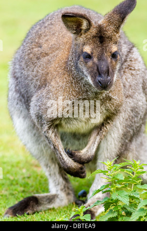 Wallaby Foto Stock