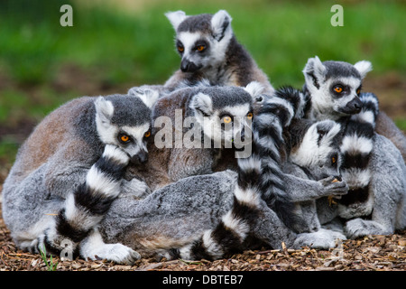 Una famiglia di ring-tailed lemuri Foto Stock