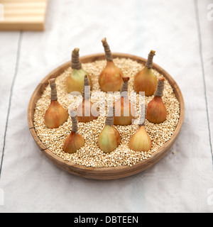 Cresciuto in casa, organico cipolle, presentato per una mostra. Foto Stock