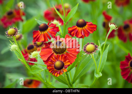 Rosso brillante helenium fiori nel giardino Foto Stock